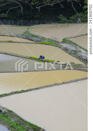 The terraced rice fields of Kasuga on Hirado Island are ready for rice planting. The terraced rice fields of Kasuga on Hirado Island are ready for rice planting. 141900702