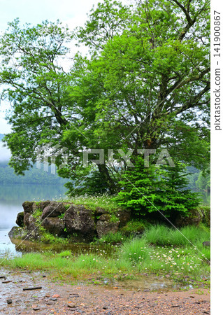 The shores of Lake Marunuma in the early morning mist The shores of Lake Marunuma in the early morning mist 141900867