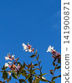 White abelia flowers and branches stand out against the blue sky. 141900871
