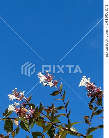 White abelia flowers and branches stand out against the blue sky. White abelia flowers and branches stand out against the blue sky. 141900871