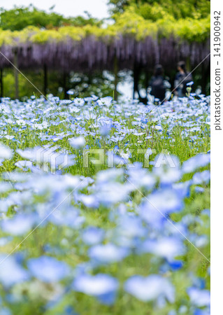 藍色的粉蝶花和紫藤花 141900942