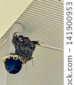 Swallow's nest and chicks built on top of a security camera 141900953