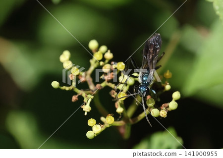 Living creatures, insects: *Calopteryx japonica*, a solitary wasp. The larvae feed on spiders, but the adults prefer flower nectar. Living creatures, insects: *Calopteryx japonica*, a solitary wasp. The larvae feed on spiders, but the adults prefer flower nectar. 141900955