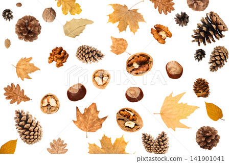 Natural collection of leaves, pinecones, and nuts spread across table, PNG Natural collection of leaves, pinecones, and nuts spread across table, PNG 141901041