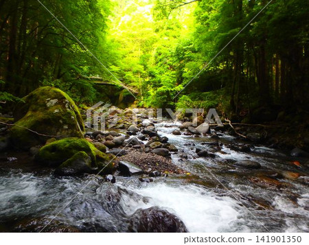 A mountain stream surrounded by lush greenery – A summer fishing trip A mountain stream surrounded by lush greenery – A summer fishing trip 141901350