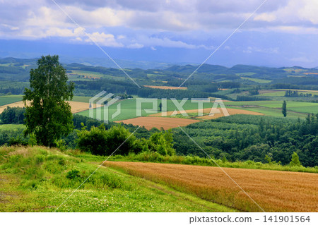 Hilly landscape - Shujitsu Hill (Asahikawa City, Hokkaido) Hilly landscape - Shujitsu Hill (Asahikawa City, Hokkaido) 141901564