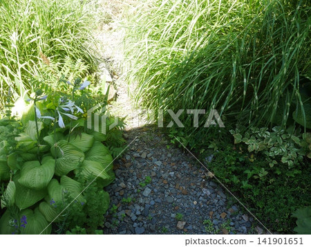 A gravel path overflowing with greenery A gravel path overflowing with greenery 141901651