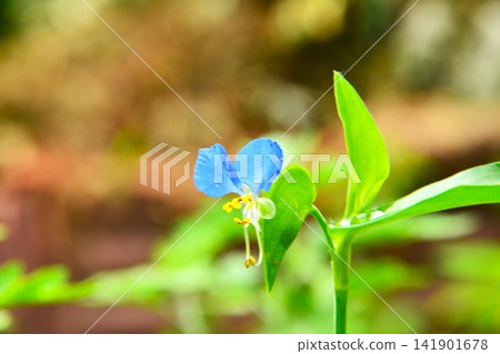 藍色Commelina communis 藍色Commelina communis 141901678