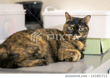 Sabi cat Sabi cat 141901713