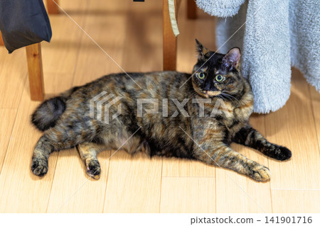 Sabi cat Sabi cat 141901716