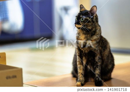 Sabi cat Sabi cat 141901718
