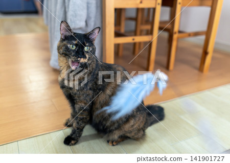 Sabi cat Sabi cat 141901727