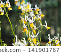 Nemesia macicare in full bloom 141901767