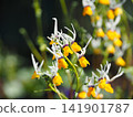 Nemesia macicare in full bloom 141901787