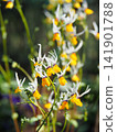Nemesia macicare in full bloom 141901788