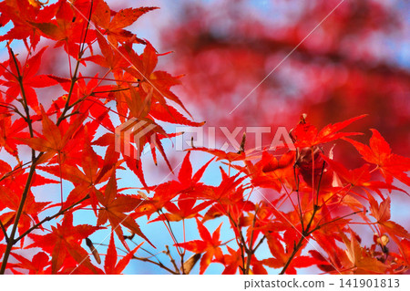 Kyoto, Hogon-in Temple, Shishiku Garden, beautiful autumn foliage (Ukyo-ku, Kyoto City, Kyoto Prefecture) Kyoto, Hogon-in Temple, Shishiku Garden, beautiful autumn foliage (Ukyo-ku, Kyoto City, Kyoto Prefecture) 141901813