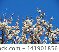 White plum shining in the blue sky 141901856