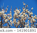 White plum shining in the blue sky 141901891