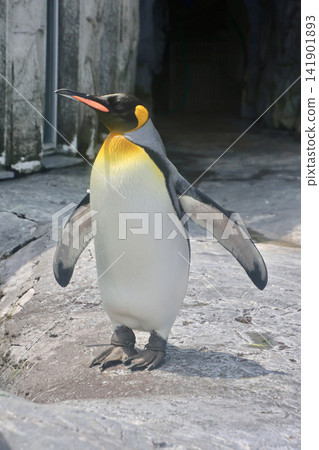 King Penguin/Asahiyama Zoo (Asahikawa City, Hokkaido) King Penguin/Asahiyama Zoo (Asahikawa City, Hokkaido) 141901893