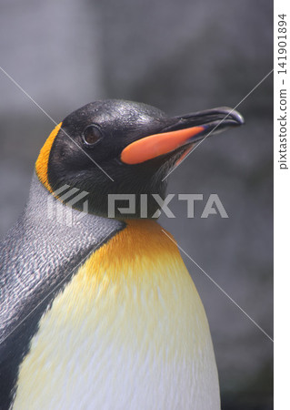King Penguin/Asahiyama Zoo (Asahikawa City, Hokkaido) King Penguin/Asahiyama Zoo (Asahikawa City, Hokkaido) 141901894