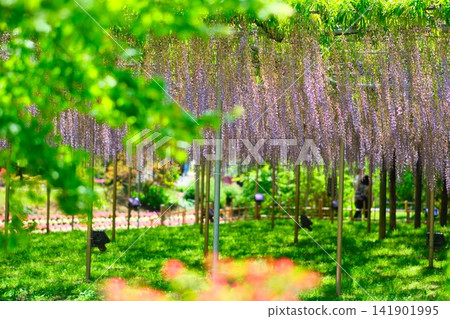 足利是一個花卉公園紫藤 足利是一個花卉公園紫藤 141901995