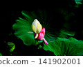 White and pink lotus buds and large green leaves stand out against the black background. 141902001