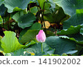 A cluster of lotus buds and lush green leaves. 141902002