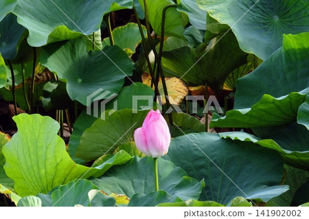 A cluster of lotus buds and lush green leaves. 141902002