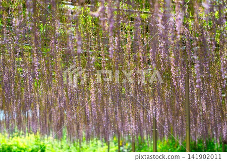 Ashikaga is a flower park wisteria Ashikaga is a flower park wisteria 141902011
