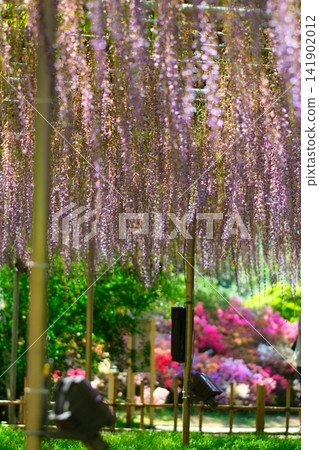 Ashikaga is a flower park wisteria Ashikaga is a flower park wisteria 141902012