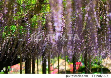 足利是一個花卉公園紫藤 足利是一個花卉公園紫藤 141902024