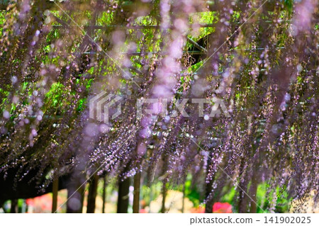 足利是一個花卉公園紫藤 足利是一個花卉公園紫藤 141902025