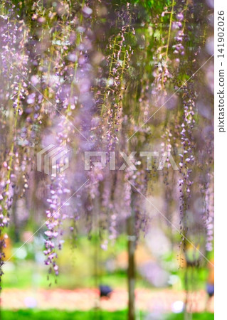 足利是一個花卉公園紫藤 足利是一個花卉公園紫藤 141902026