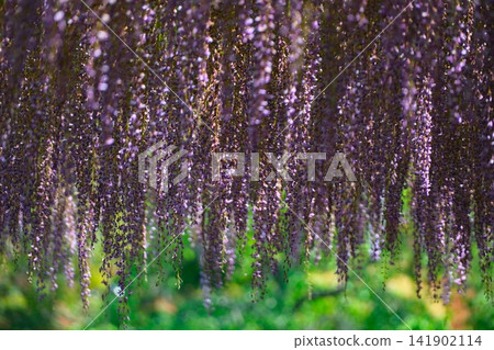 足利是一個花卉公園紫藤 足利是一個花卉公園紫藤 141902114