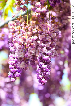 足利是一個花卉公園紫藤 足利是一個花卉公園紫藤 141902121