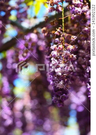 Ashikaga is a flower park wisteria Ashikaga is a flower park wisteria 141902122