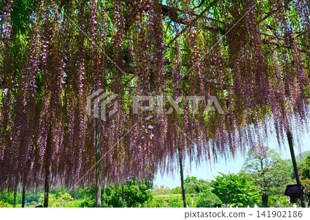 足利是一個花卉公園紫藤 足利是一個花卉公園紫藤 141902186
