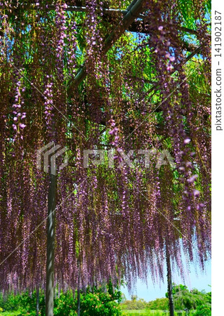 足利是一個花卉公園紫藤 141902187