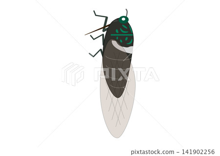 An illustration of a cicada seen from the side. An illustration of a cicada seen from the side. 141902256