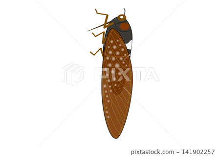 An illustration of a brown cicada viewed from the side. An illustration of a brown cicada viewed from the side. 141902257
