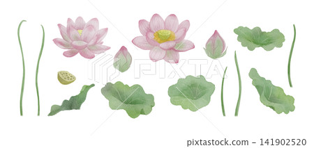 Watercolor illustration of lotus flowers and leaves Watercolor illustration of lotus flowers and leaves 141902520