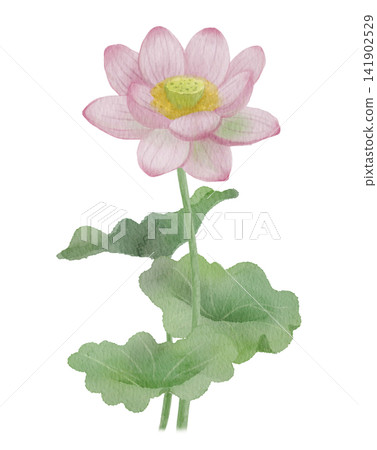 水彩蓮花 水彩蓮花 141902529