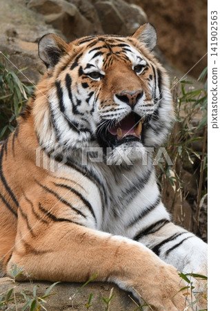Amur Tora Amur Tora 141902563