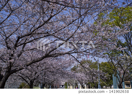 藍天下,公園內的染井吉野櫻花盛開。 藍天下,公園內的染井吉野櫻花盛開。 141902638