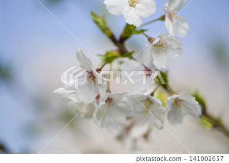 藍天下，公園內的染井吉野櫻花盛開。 141902657