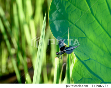 Beautiful damselflies with iridescent blue wings flit about in the lotus pond of Senshu Park in Akita City. 141902714