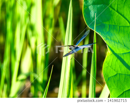 Beautiful damselflies with iridescent blue wings flit about in the lotus pond of Senshu Park in Akita City. Beautiful damselflies with iridescent blue wings flit about in the lotus pond of Senshu Park in Akita City. 141902715
