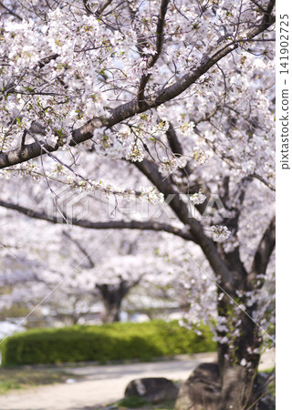 公園內的吉野櫻花盛開。花朵密密麻麻地盛開。 141902725