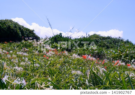 Pure white spider lilies and red tiger lilies Pure white spider lilies and red tiger lilies 141902767