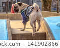 Climbing the slide 141902866